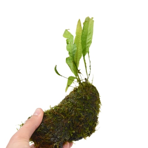 Aquatic Java Fern and Java Moss on Wood - Live Plants