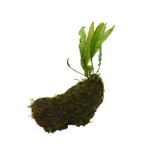 Aquatic Java Fern and Java Moss on Wood - Live Plants