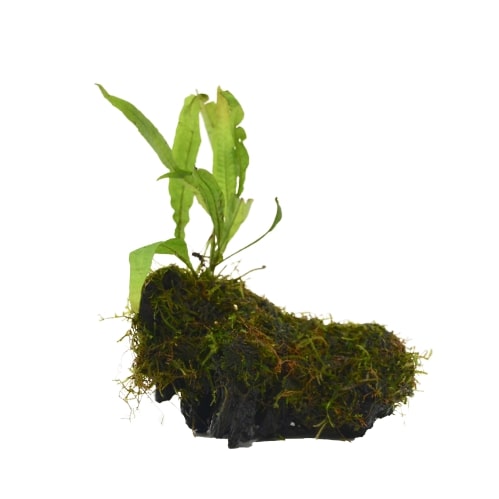 Aquatic Java Fern and Java Moss on Wood - Live Plants