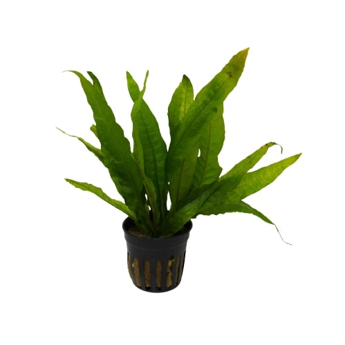 Aquatic Microsorum Pteropus 'Java Fern' Plant - Pot