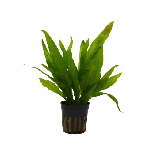 Aquatic Microsorum Pteropus 'Java Fern' Plant - Pot