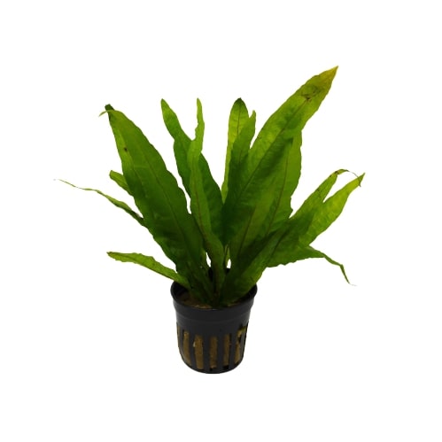 Aquatic Microsorum Pteropus 'Java Fern' Plant - Pot