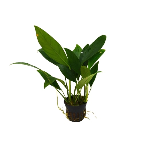 Aquatic 'Anubias Congensis' Plant - Pot