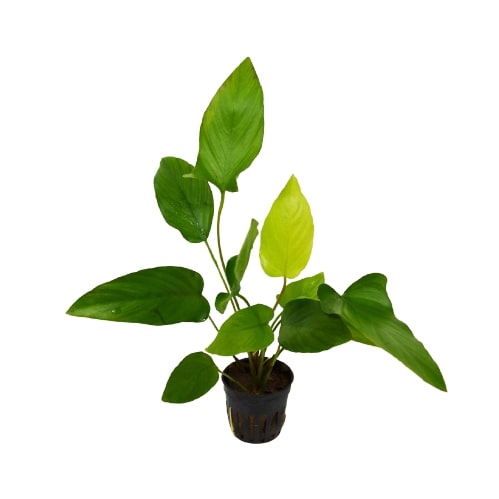 Aquatic 'Anubias Hastifolica' Plant - Pot