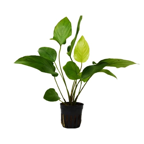 Aquatic 'Anubias Hastifolica' Plant - Pot