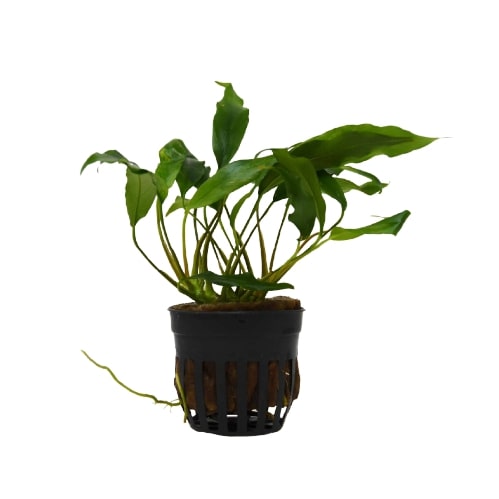 Aquatic 'Anubias Minima' Plant - Pot