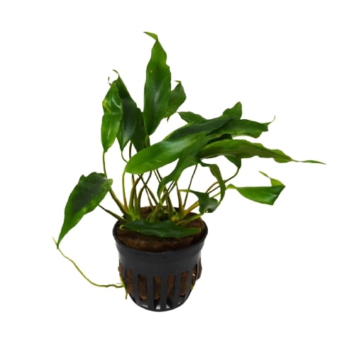 Aquatic 'Anubias Minima' Plant - Pot