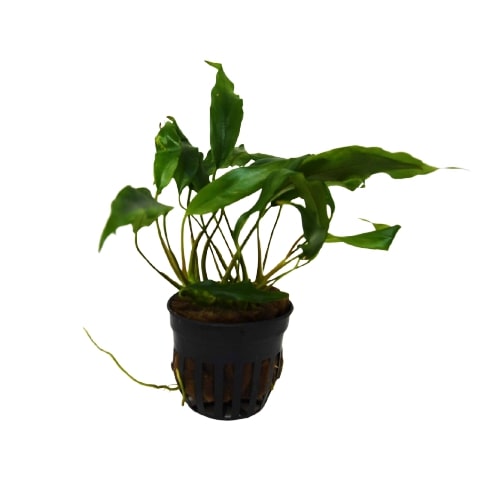 Aquatic 'Anubias Minima' Plant - Pot