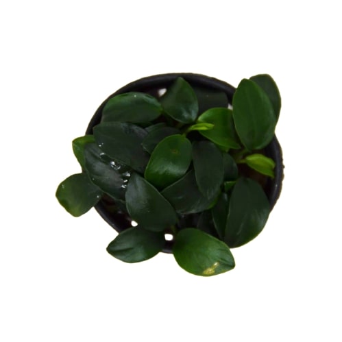 Aquatic 'Anubias Nana Petite' Plant - Pot