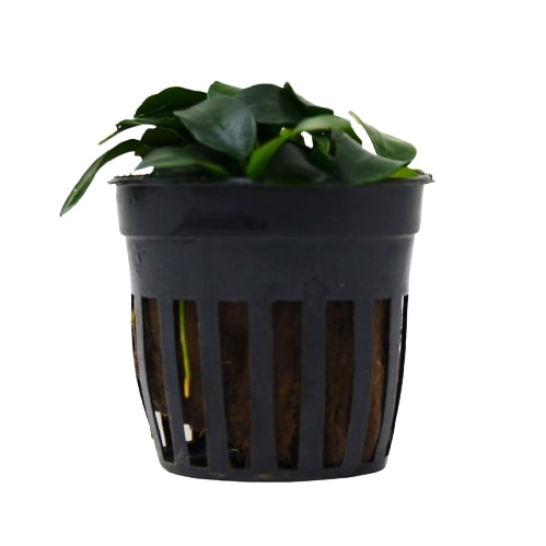 Aquatic 'Anubias Nana Petite' Plant - Pot