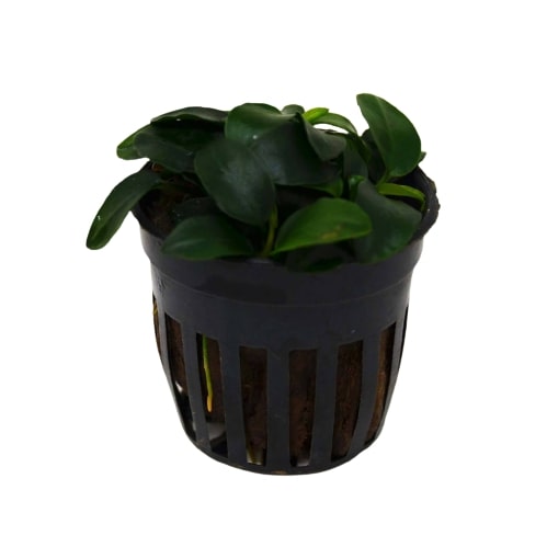 Aquatic 'Anubias Nana Petite' Plant - Pot