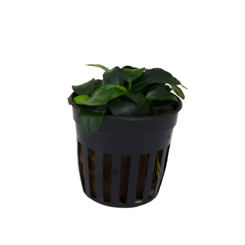 Aquatic 'Anubias Nana Petite' Plant - Pot