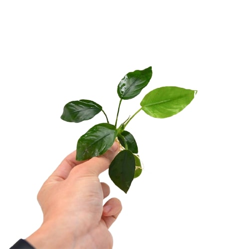 Aquatic 'Anubias Nana' Plant - Loose Live Plant