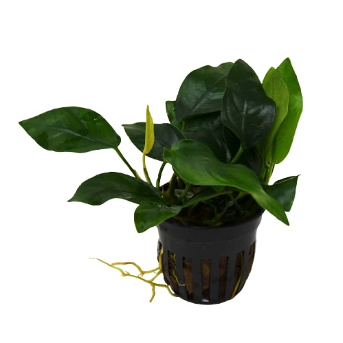 Aquatic 'Anubias Nana' Plant - Pot