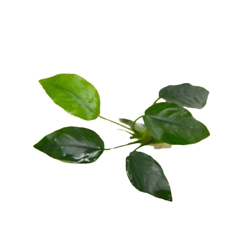 Aquatic 'Anubias Nana' Plant - Loose Live Plant