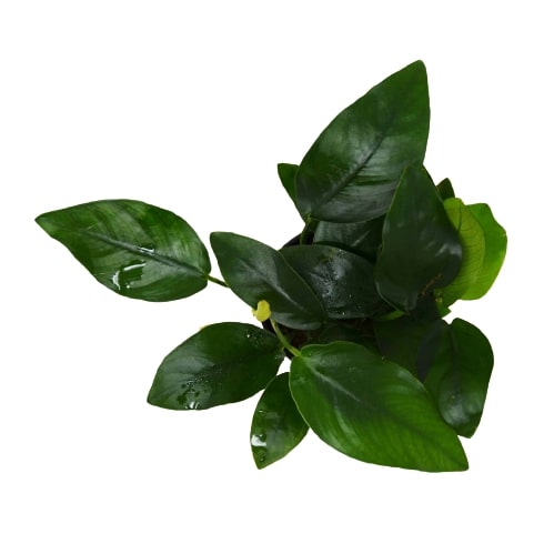 Aquatic 'Anubias Nana' Plant - Pot