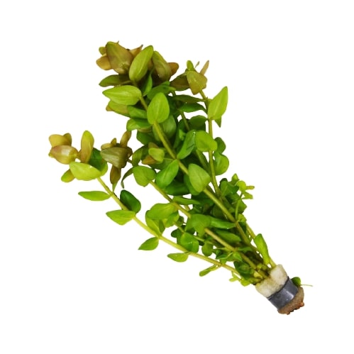 Aquatic 'Bacopa Caroliniana Red' Plant - Loose Bunch