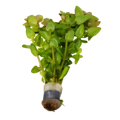 Aquatic 'Bacopa Caroliniana Red' Plant - Loose Bunch