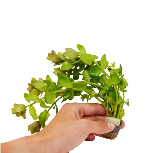 Aquatic 'Bacopa Caroliniana Red' Plant - Loose Bunch