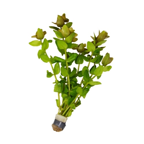 Aquatic 'Bacopa Caroliniana Red' Plant - Loose Bunch