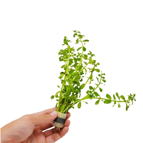 Aquatic 'Bacopa Monnieri' Plant - Loose Bunch