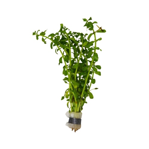 Aquatic 'Bacopa Monnieri' Plant - Loose Bunch