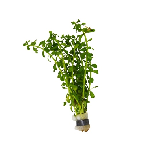 Aquatic 'Bacopa Monnieri' Plant - Loose Bunch