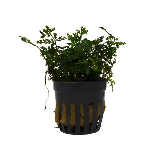 Aquatic 'Bolbitis Baby Leaf' Plant - Pot