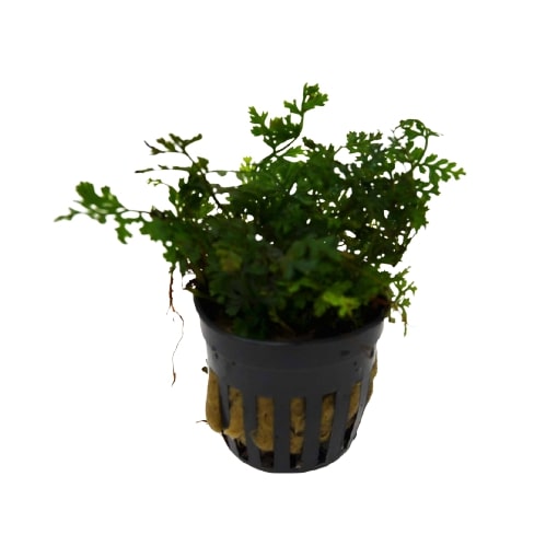 Aquatic 'Bolbitis Baby Leaf' Plant - Pot