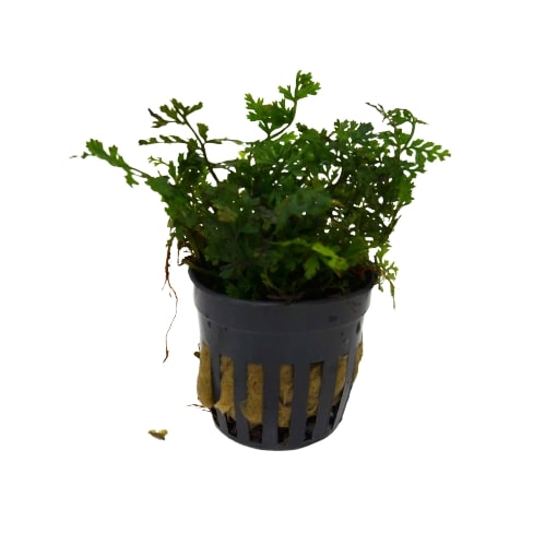 Aquatic 'Bolbitis Baby Leaf' Plant - Pot