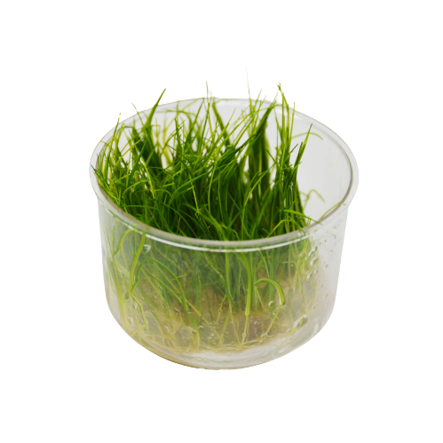 Aquatic 'Eleocharis Dwarf Hair Grass Mini' Tissue Culture Cup