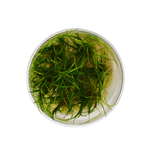 Aquatic 'Eleocharis Dwarf Hair Grass Mini' Tissue Culture Cup