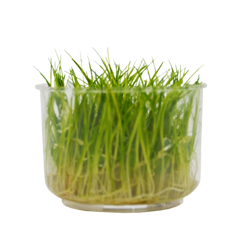 Aquatic 'Eleocharis Dwarf Hair Grass Mini' Tissue Culture Cup