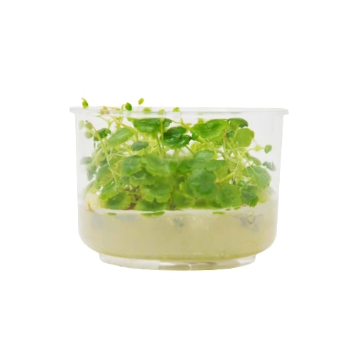 Aquatic 'Hydrocotyle Tripartita' Tissue Culture Cup