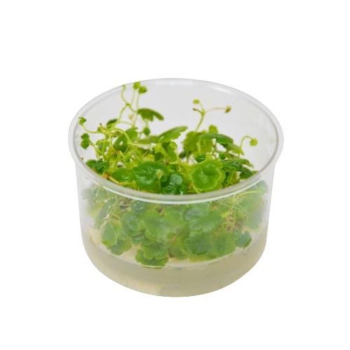 Aquatic 'Hydrocotyle Tripartita' Tissue Culture Cup