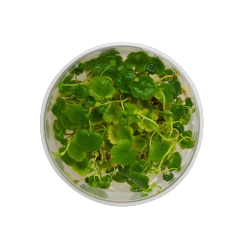 Aquatic 'Hydrocotyle Tripartita' Tissue Culture Cup