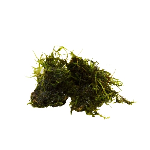 Aquatic 'Java Moss' - Bunch