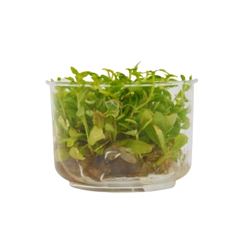 Aquatic 'Staurogyne Repens' Tissue Culture Cup