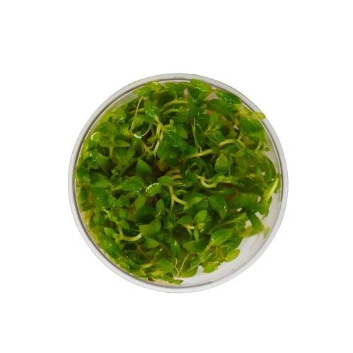 Aquatic 'Staurogyne Repens' Tissue Culture Cup