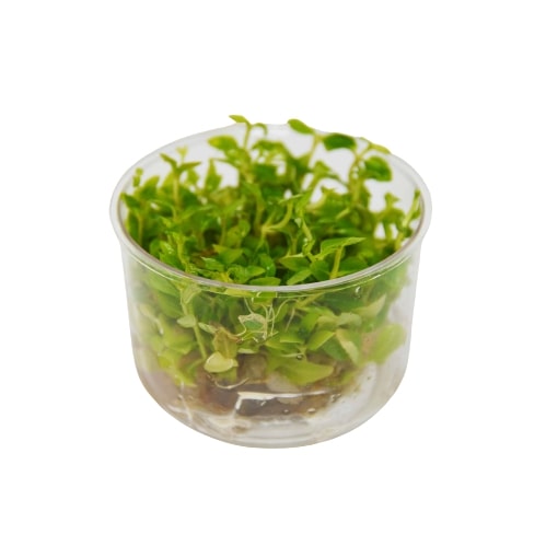 Aquatic 'Staurogyne Repens' Tissue Culture Cup