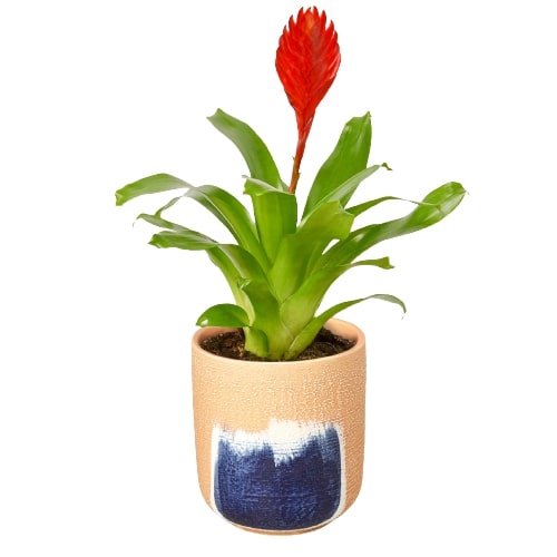 Bromeliad Christiane