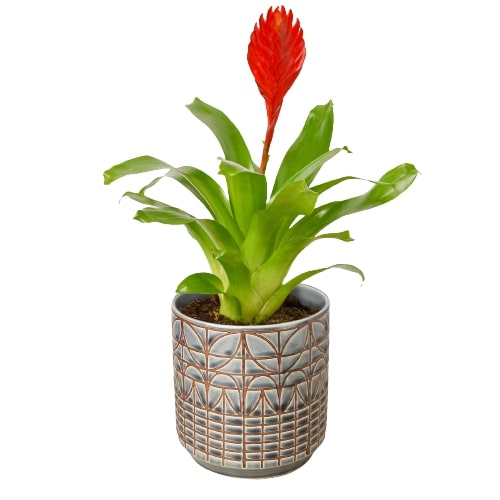 Bromeliad Christiane