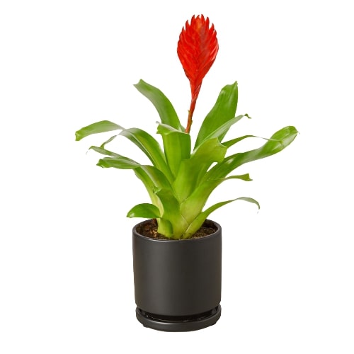 Bromeliad Christiane