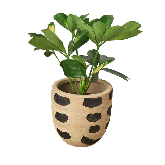 Desert Planter - 3.75 Inch