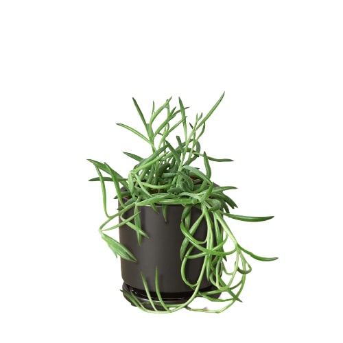 Senecio Succulent 'Fish Hooks' - 4" Pot