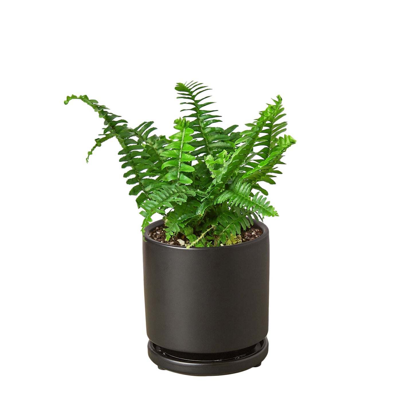 Jester's Crown Fern