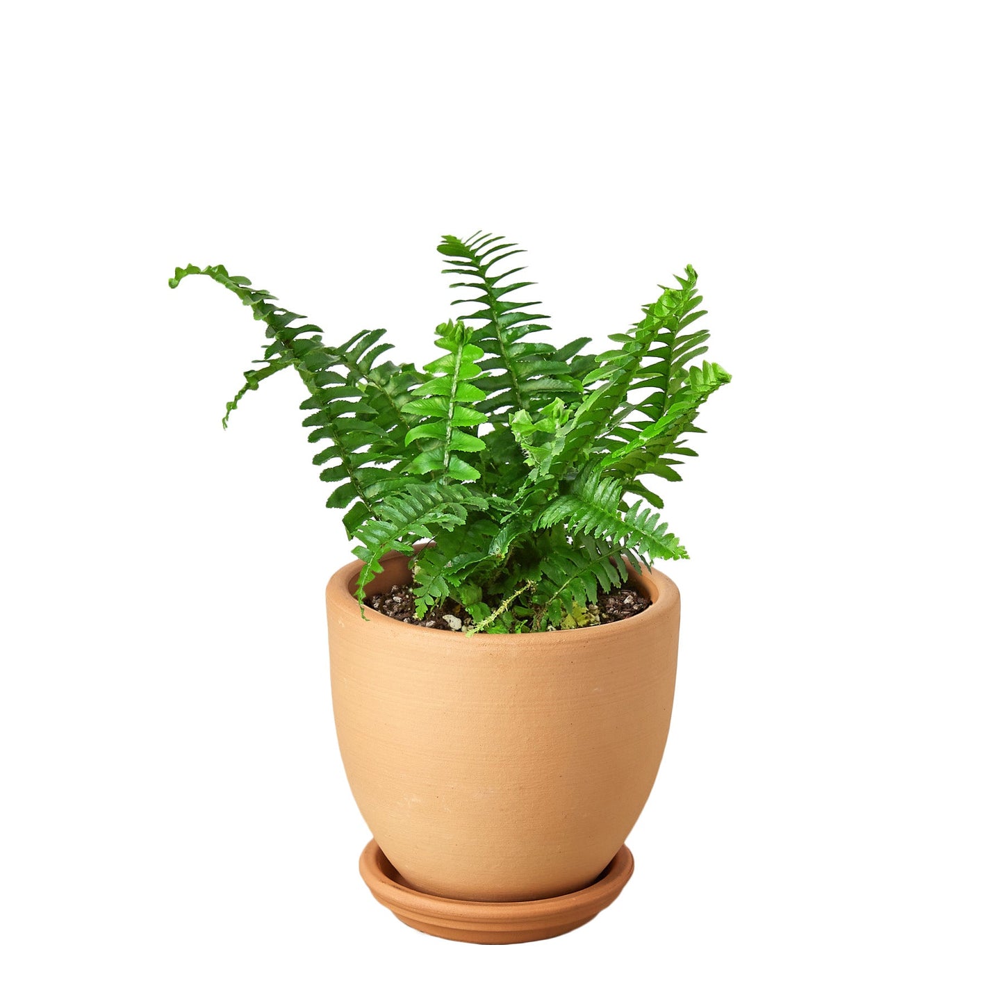 Jester's Crown Fern