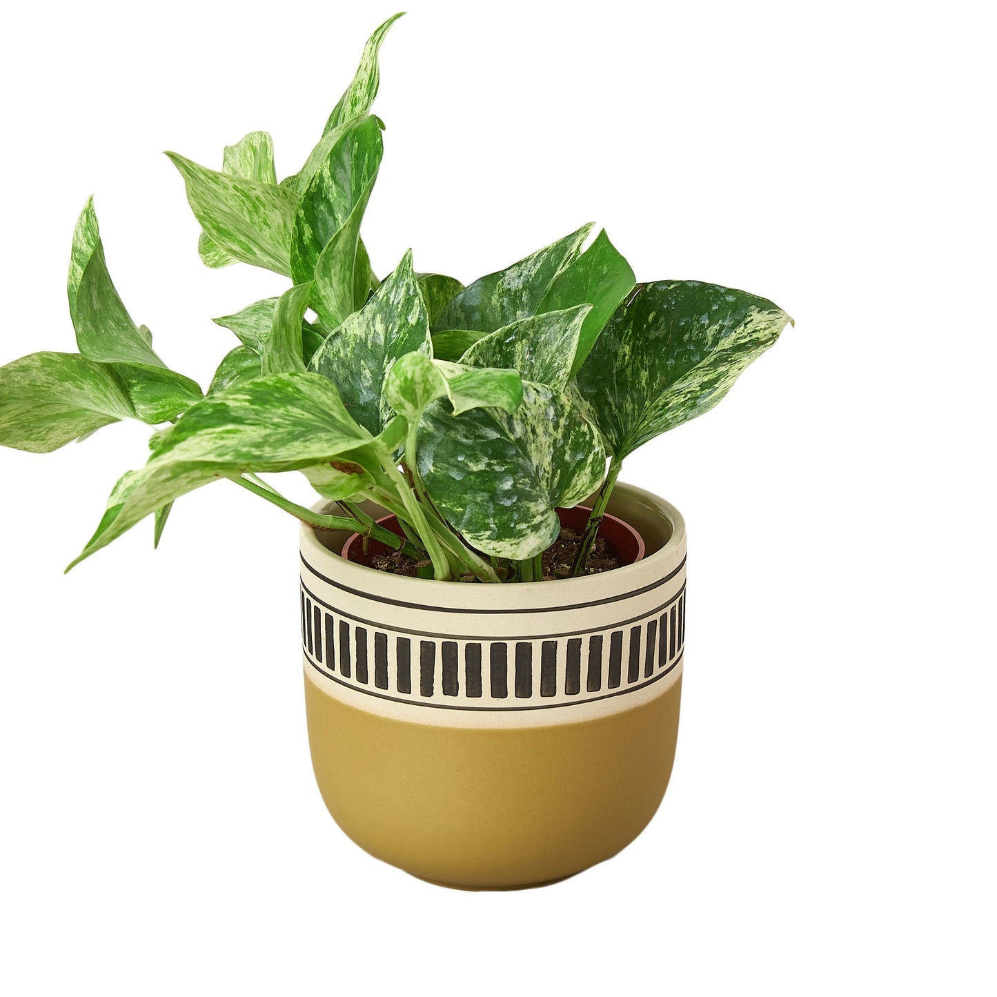 Kiwi Planter - 5 Inch