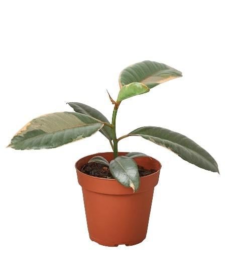 Ficus Elastica 'Ruby Pink' - 4" Pot - NURSERY POT ONLY