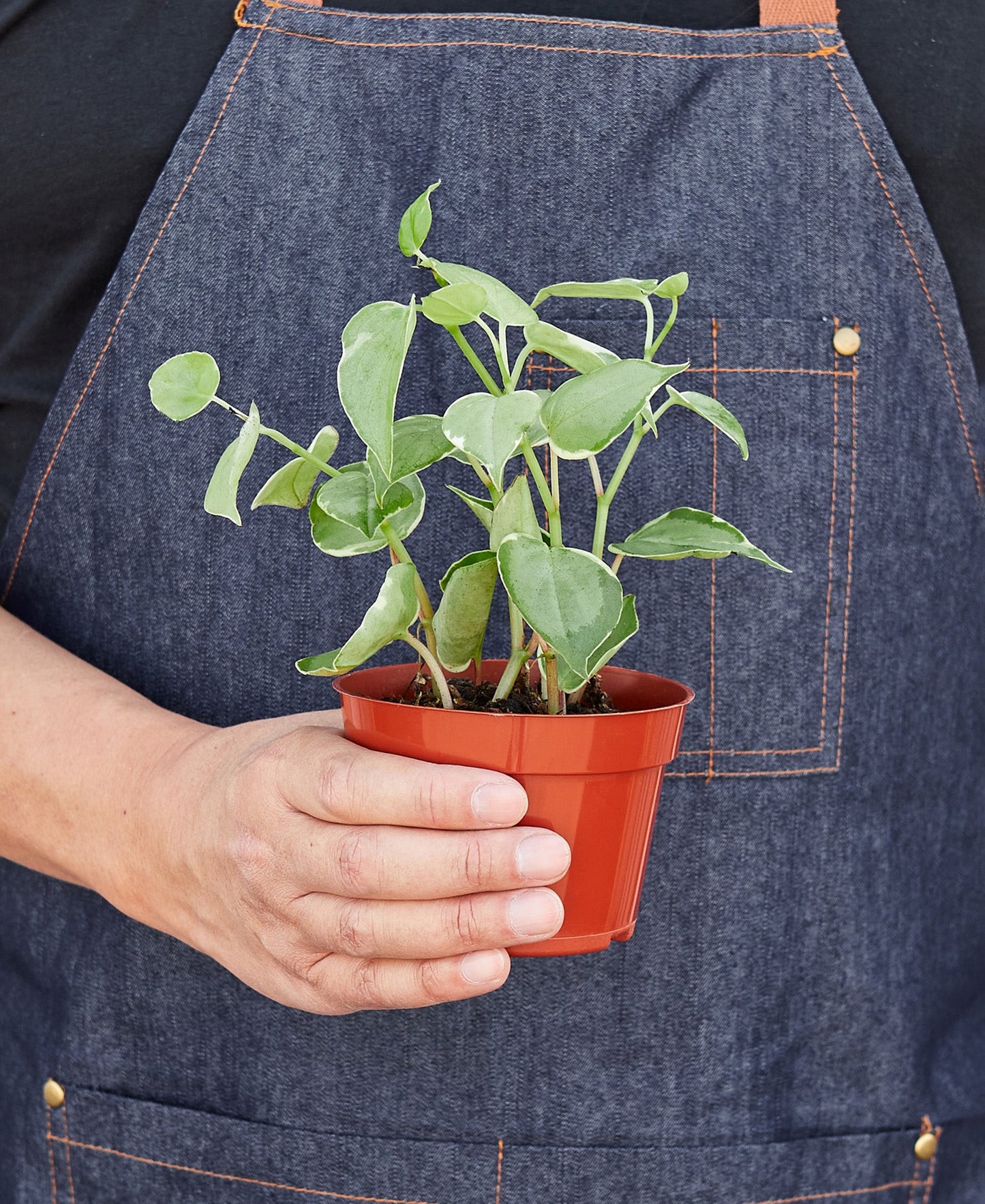 Peperomia 'Cupid' - 4" Pot